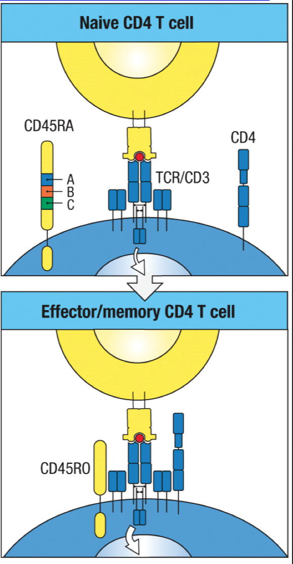 <p>Is the CD45RO isoform on memory T cells longer or shorter than the CD45RA isoform on naive T cells? </p>