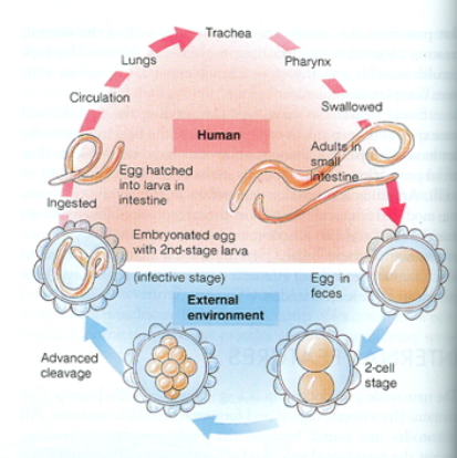 <p>Nematode: Ascaris </p>
