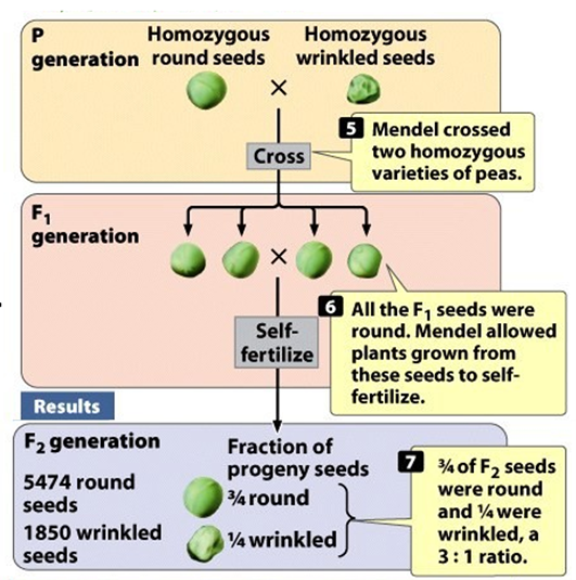 <p><span>The parental cross</span></p><p><span>Cross fertilization</span></p><p><span>Use true breeding individuals (homozygous)</span></p>