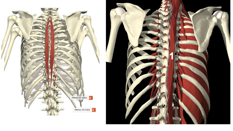 <p>mm. spinales pars thoracis</p><ul><li><p><strong>Proximaal:&nbsp;</strong><span>proc. spinosus T11-L2</span></p></li><li><p><strong>Distaal:&nbsp;</strong><span>proc. spinosus T1-T8</span></p></li></ul><p></p>