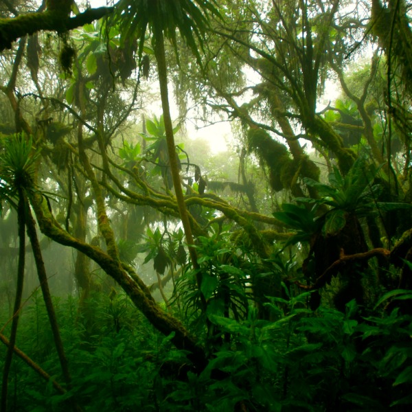 <p><strong>Outline climate conditions that characterize the tropical forest biome.</strong></p><p><em>B4.1.7: Biomes as groups of ecosystems with similar communities due to similar abiotic conditions and convergent evolution.</em></p>