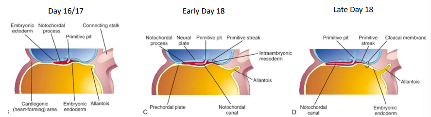 <p>On day 16, the allantois appears as a small outpouching from the caudal wall of the yolk sac that projects into the connecting stalk.</p>