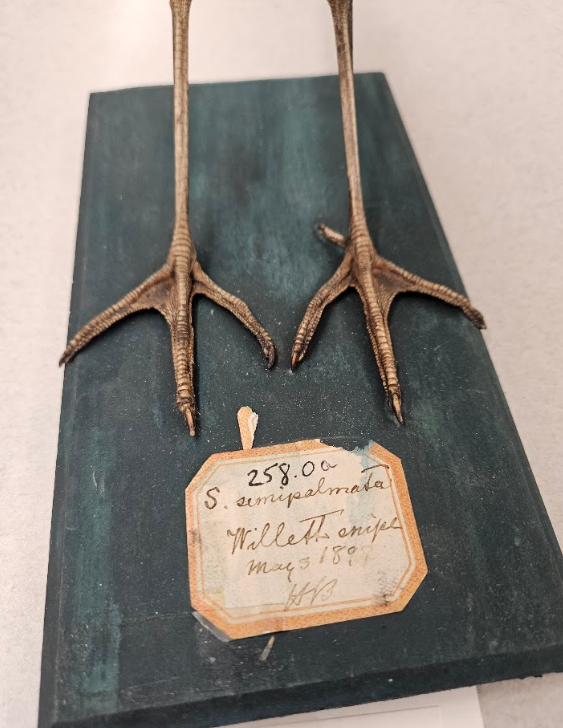 <p>half-webbed; anterior toes are joined part way by a small webbing</p>