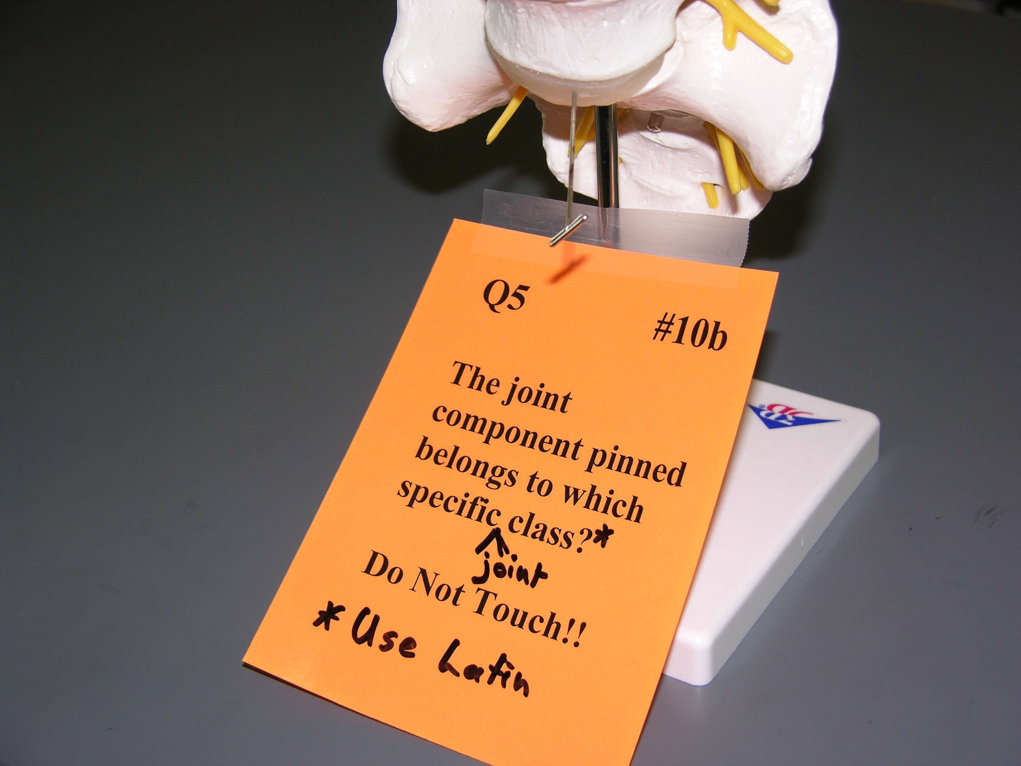 <p><span style="font-family: Lato Extended, Lato, Helvetica Neue, Helvetica, Arial, sans-serif; color: rgb(45, 59, 69)">The pinned joint component belongs to which specific joint class? use latin</span></p>