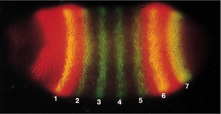 <p>Complex Genetic Switches That Regulate Drosophila Development Are Built Up from<strong> Smaller Molecules</strong></p><p>The Drosophila Even-skipped gene (eve) is expressed in seven precisely positioned stripes as shown in green. Giant gene is expressed in the head and tail as shown in red, whereas yellow indicates the presence of both.</p><p>A 20 kb region upstream of the eve gene contains multiple cis-regulatory sequences, each specifies its specific expression in one stripe</p><p></p><p></p>