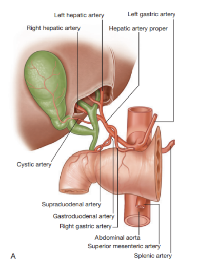<ul><li><p>Pear-shaped sac lying on visceral surface of right lobe of liver in a fossa between right &amp; quadrate lobes </p></li><li><p>Sectioned into —</p><ul><li><p>Rounded end (fundus), projecting from inferior border of liver</p></li><li><p>Major part in fossa (body), against transverse colon &amp; superior part of duodenum</p></li><li><p>Narrow part (neck), with mucosal folds forming spiral fold</p></li></ul></li><li><p>Arterial supply —</p><ul><li><p>Cystic artery from right hepatic artery (branch of hepatic artery proper)</p></li></ul></li><li><p>Receives, concentrates, &amp; stores bile from the liver</p></li></ul>