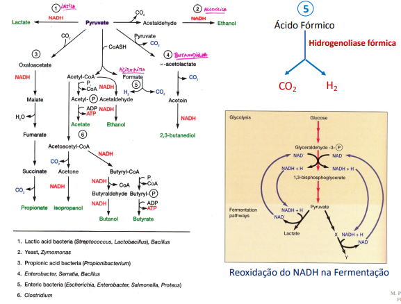 <p>Ocorre na ausência de oxigénio. Vai ocorrer apenas uma oxidação parcial da glicose a ácido pirúvico, e o ATP é obtido apenas por fosforilação ao nível do substrato e o aceitador final de H+ vai ser um composto endógeno, algo que já está dentro da célula e vai receber os protões.</p>