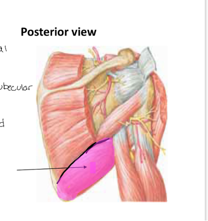 <p>What muscle is indicated?</p>