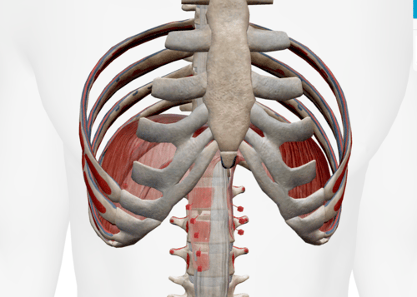 <p>central tendon</p>