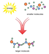 <p>The <u>creation</u> of large biomolecules&nbsp;(transfer of energy into covalent bonds of macromolecules)</p><ul><li><p>(Anabolic steroids build)</p></li></ul><p></p>