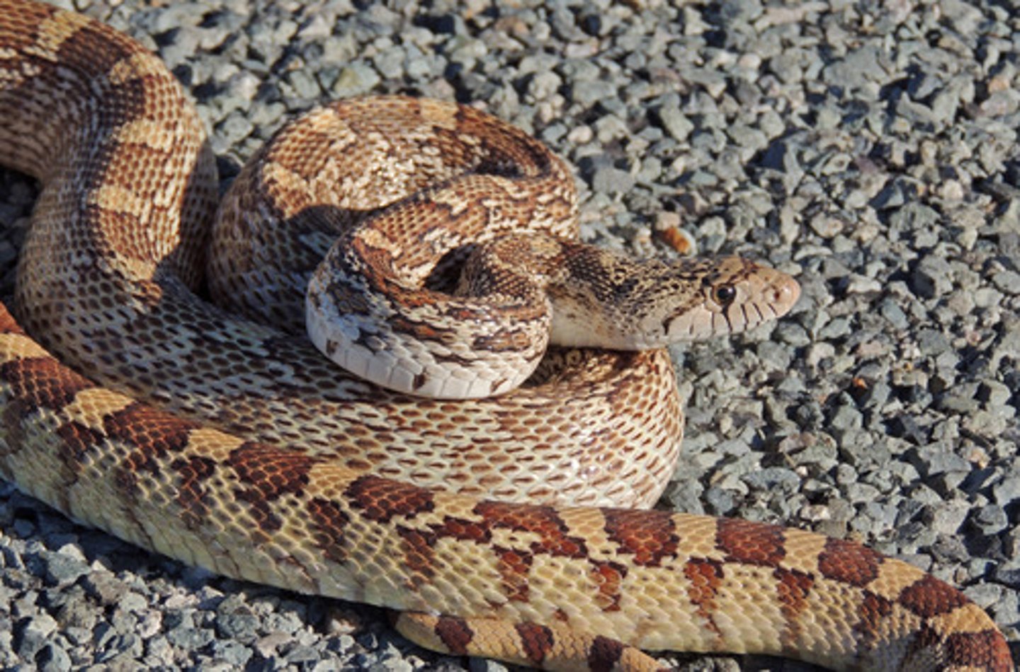 <p>Pituophis catenifer</p><p>Order: Squamata</p><p>Family: Colubridae</p>