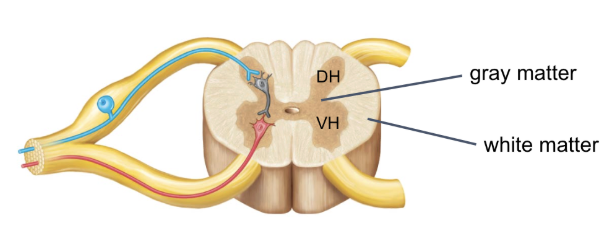 <p>brain and spinal cord have distinct gray and white matter that vary by contents</p>