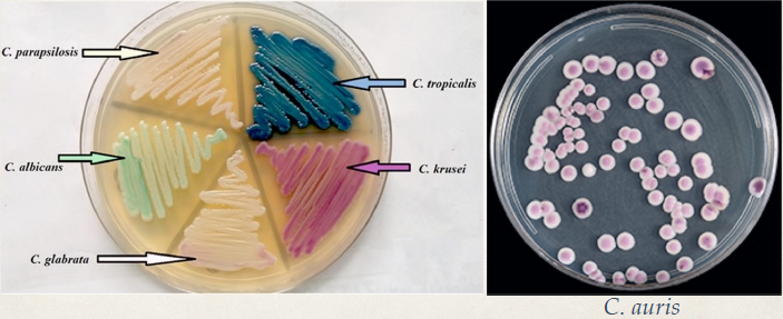 ✤ Normal flora of the GI tract and often colonized the skin and the environment.