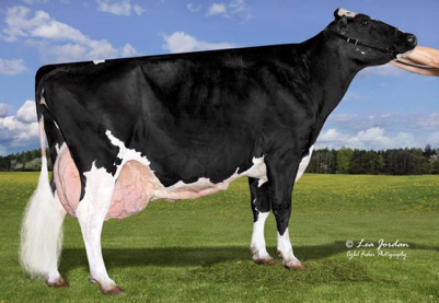 <p>What important about Holstein cows?</p>