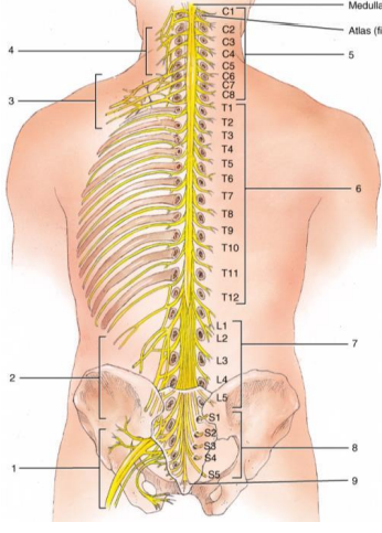 <p>located musculotaneous nerve </p>