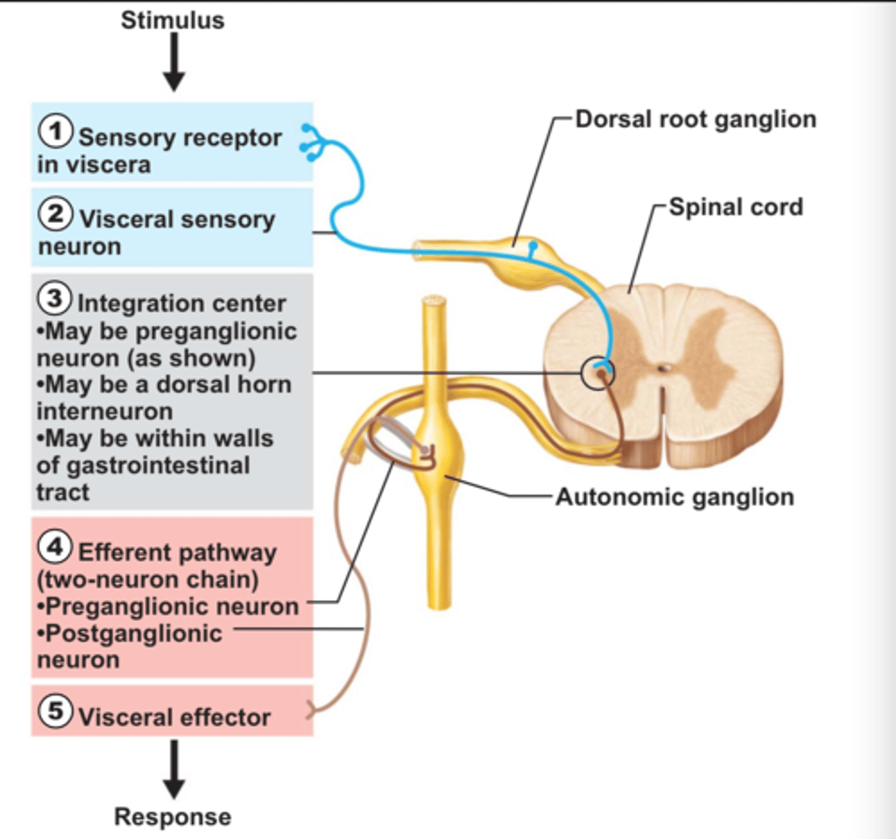 <p>Visceral reflexes have the same elements as somatic reflexes</p>