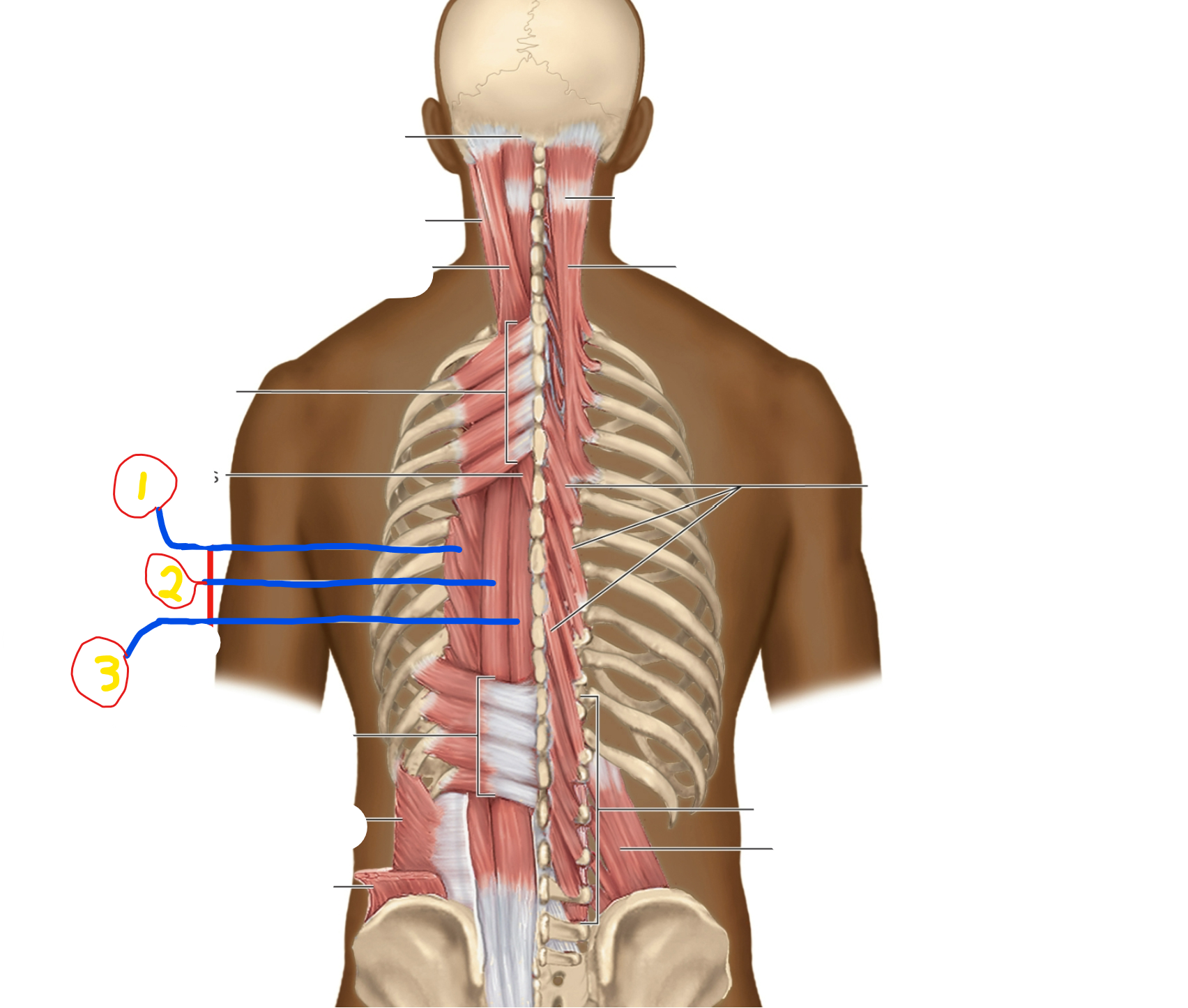 <p>what muscle is #1</p>