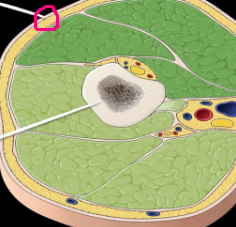 <p><strong><mark data-color="unset" style="background-color: unset; color: inherit;">close to the surface of the body or organ</mark></strong></p>