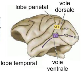 -la voie ventrale aboutissant dans le lobe temporal : impliquée dans la reconnaissance des objets
-la voie dorsale aboutissant dans le lobe pariétal : impliquée dans la vision spatiale
=> les aires visuelles extra-striées sont responsables du traitement plus élaboré des infos visuelles.