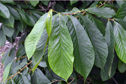 <p>Is this a native or exotic species?</p>
