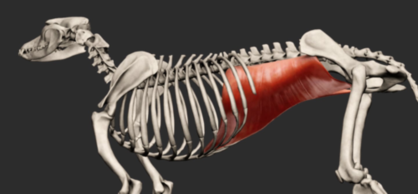 <p>Abdominal cavity muscles</p><p>Origin: transverse process of lumbar vertebrae, last ribs, thoracolumbar fascia (deep)</p><p>Insertion: linea alba, prepubic tendon</p>