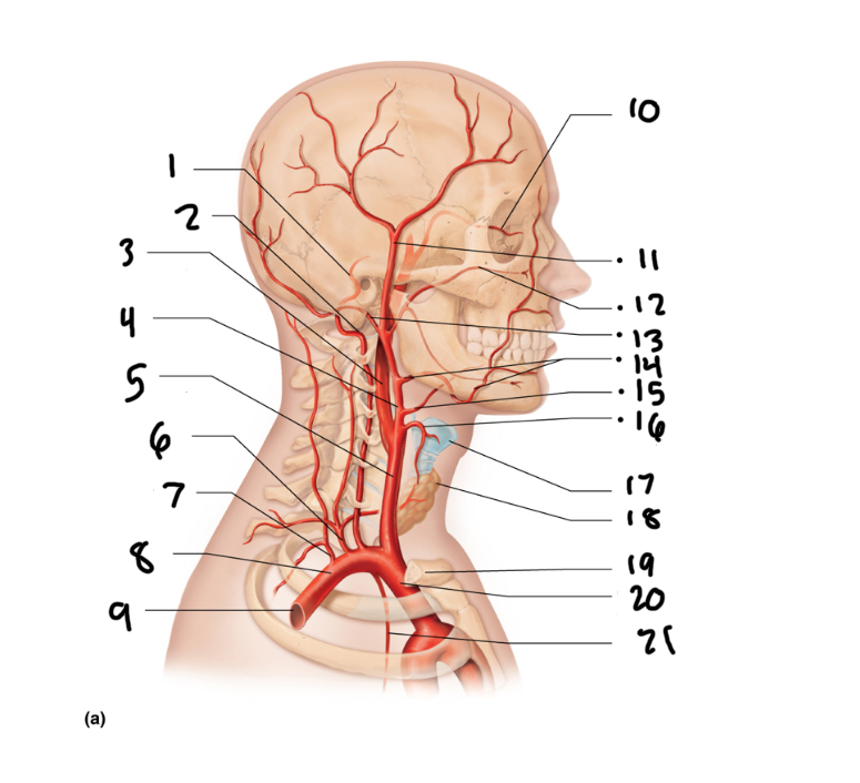 <p>6</p>