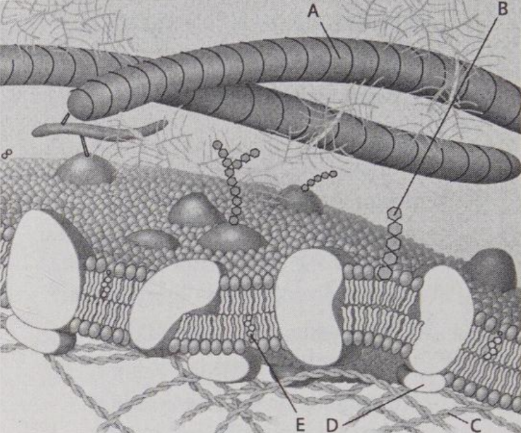 <p>Which is a glycolipid?</p>