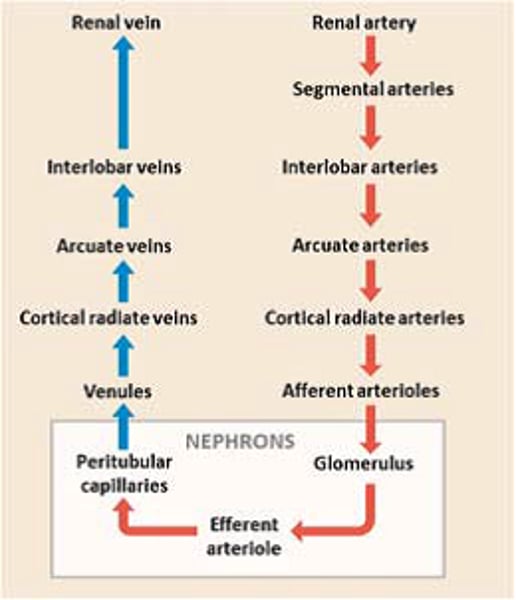 <p>renal arteries/veins to segmental arteries to interlobar arteries/veins to arcuate arteries/veins to cortical radiate arteries/veins</p>