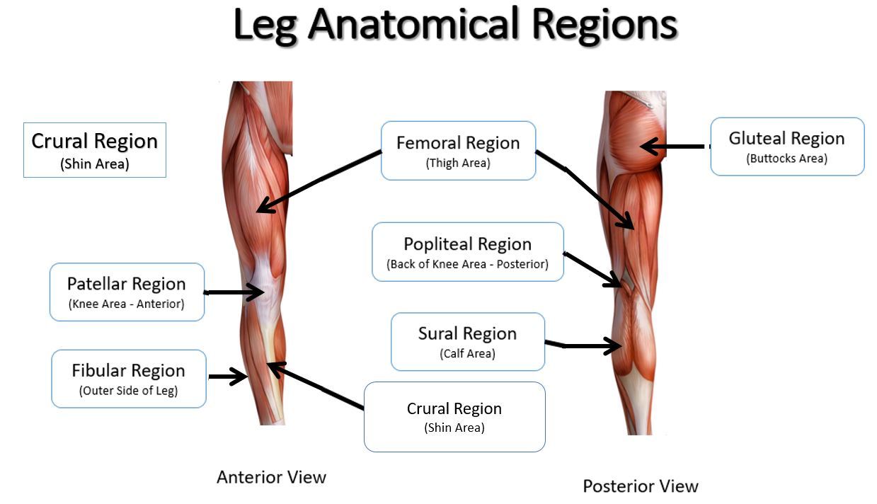 <p>femoral </p>