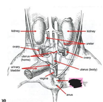 <p>Structure located on the trunk region of a fetal pig that is the external opening of the urogenital tract.</p>