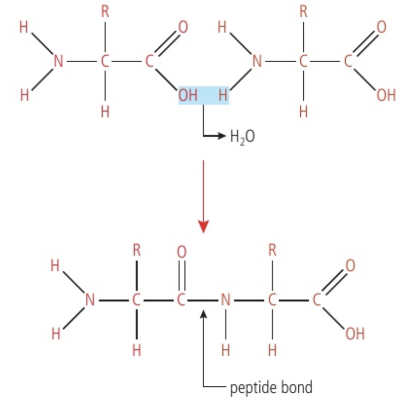 <p>The "R" notation in Figure 2 indicates that these two amino acids could be any of the 20 different possibilities. Notice that a portion of the carboxyl group of one amino acid becomes oriented near the amine group of the other amino acid. Stress is placed on the -OH from one amino acid and the H of the other. This results in the covalent bonds breaking. The released -OH (hydroxide ion) and H (hydrogen ion) combine to form a water molecule. The location where the -OH and H were released still contains a pair of electrons that form a new covalent bond. Whenever this occurs between two amino acids, the new covalent bond is called a peptide bond. The reaction is catalysed by an enzyme.</p>