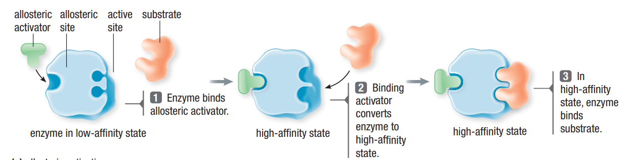 <p>Allosteric Regulation → receptors on enz. (not active site) are allosteric sites</p><ul><li><p>change shape of enzyme, affecting the active sites</p></li><li><p><strong><u>Used to regulate enzyme activity</u></strong></p></li><li><p>Behave like noncompetitive <u>reversible</u> inhibitors</p></li><li><p>Activators → make active sites available</p></li><li><p>Inhibitors → stabilize inactive form;make it less effective</p></li></ul><p></p>