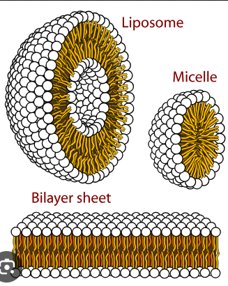 <p>A spherical structure formed by amphipathic molecules with hydrophobic ends pointing inward and hydrophilic ends pointing outward in water.</p>