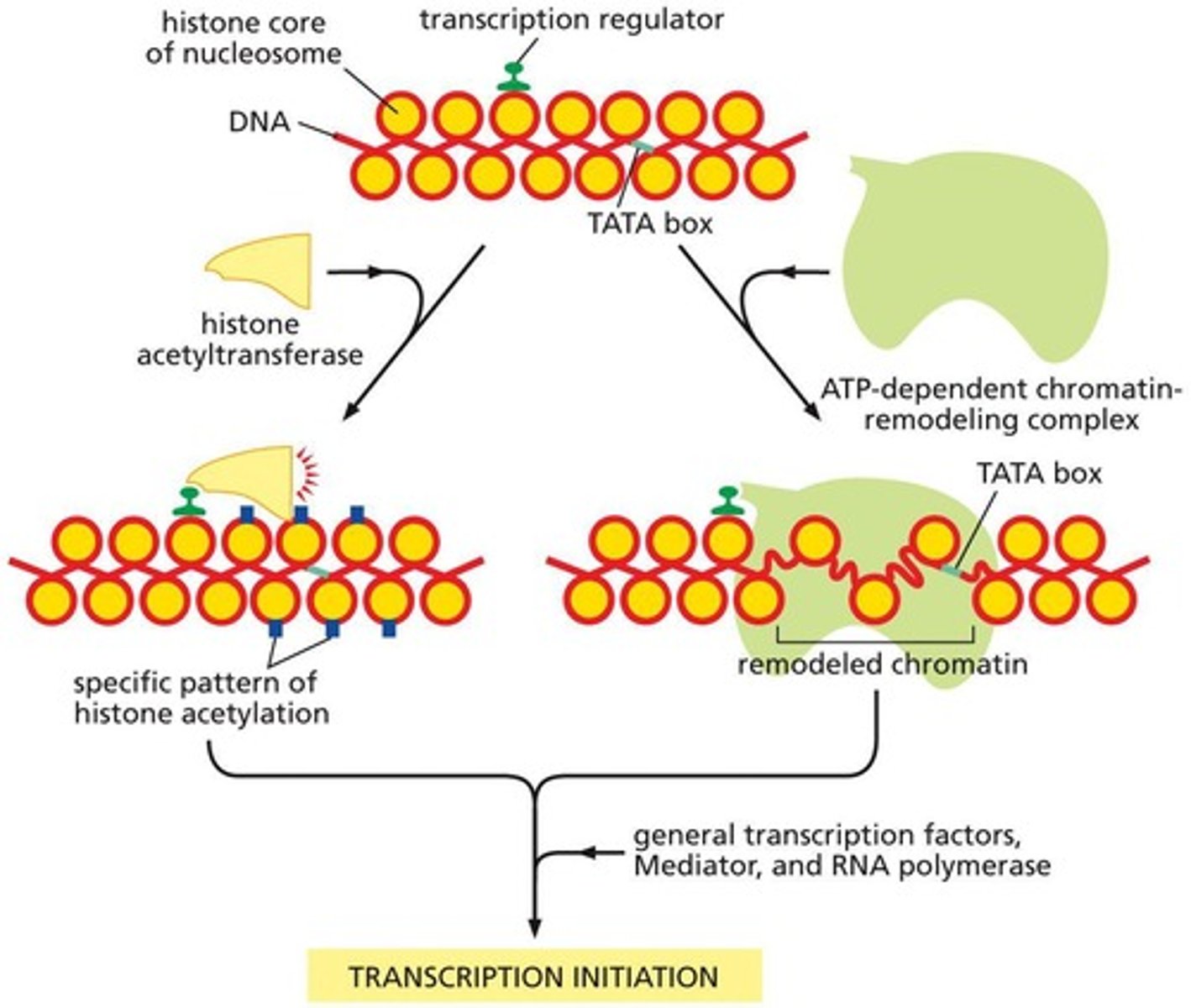 <p>They use energy from ATP breakdown to change the position of nucleosomes.</p>
