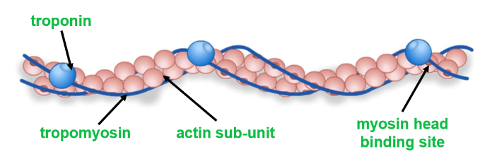 <ul><li><p>In a myofibril, the thick filaments are made of fibrous <strong>myosin </strong>proteins with hinged globular heads</p></li><li><p>The thin filaments are made of two globular <strong>actin </strong>protein chains, which twist together</p></li><li><p>Two fibrous <strong>tropomyosin </strong>proteins twist around the actin chains, blocking their myosin head binding sites</p></li><li><p><strong>Troponin </strong>proteins hold tropomyosin in place, and have calcium ion binding sites that allow it to change shape </p></li></ul><p></p>