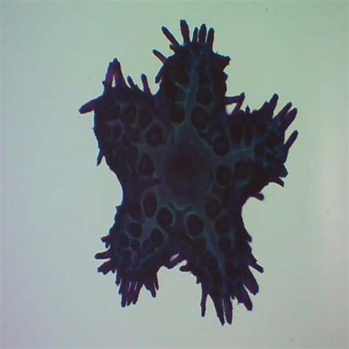 knowt flashcard image