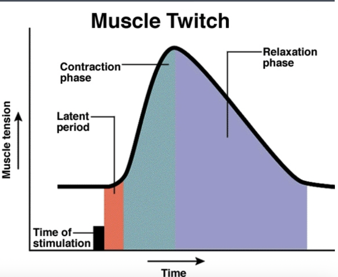 <p>muscle fibers that contract rapidly in response to a stimulus, producing a quick, brief contraction</p>