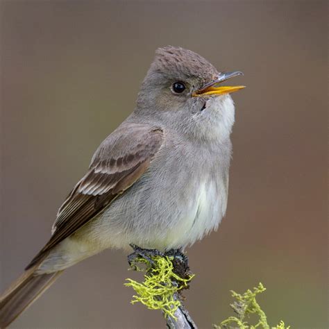 Grey-brown, darker tail/wings, 2 faint wing bars. Males and females similar.