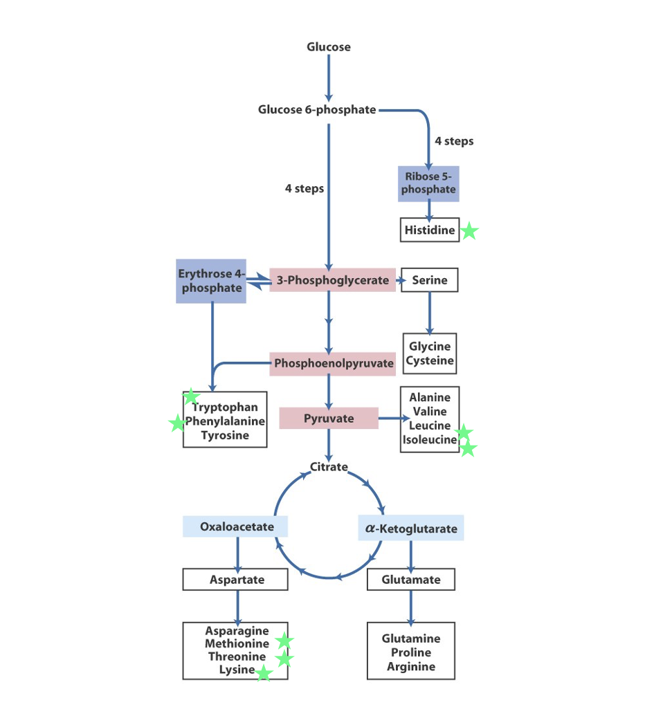 <ul><li><p><span style="font-family: Arial">To synthesise non-essential amino acids we need 2 basic components:</span></p><ol><li><p><span style="font-family: Arial">A source of carbon</span> (a ketoacid)</p></li><li><p><span style="font-family: Arial">An amine group donor (NH<sub>3</sub><sup>+</sup>)</span></p><ul><li><p><span style="font-family: Arial">Glutamate/Glutamine</span></p></li><li><p><span style="font-family: Arial">Aspartate</span></p></li><li><p><span style="font-family: Arial">Carbamoyl-P</span></p></li></ul></li></ol></li><li><p><span style="font-family: Arial">carbon skeleton of amino acids can be derived from a variety of <u>metabolic precursors</u></span></p><ul><li><p><span style="font-family: Arial">(from pathways such as glycolysis, TCA Cycle, pentose phosphate pathway or breakdown of important biomolecules)</span></p></li></ul></li></ul><p></p>