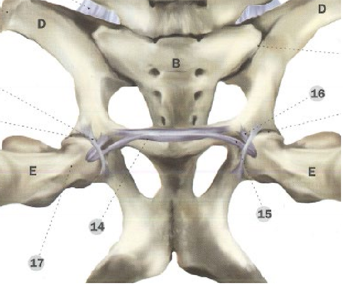 <p>Hästens höftled, delar och ligament<br>Struktur, ligament, nummer 15 som sträcker sig från vad?</p>