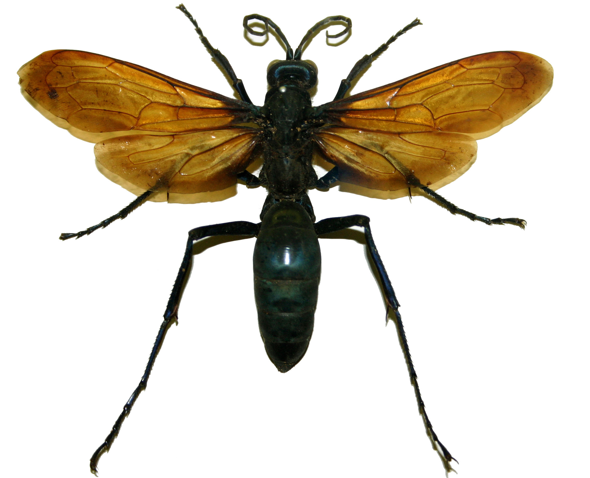 <p>Family: Pompilidae (Spider wasps)</p><p></p><p>Medium to large; long hind legs</p><p>Often blue or black with smoky or orange wings</p><p>Mesopleuron with a horizontal groove (suture)</p>