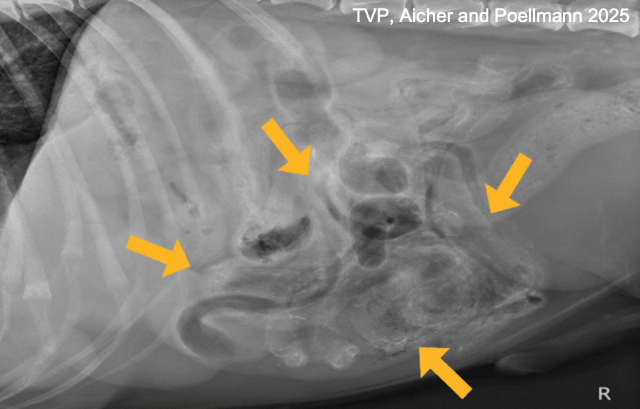 <p>rads: multifocal areas of mineralization within organs (calcified eggs)</p><p>ultrasound: pinpoint hyperechoic foci in visceral organs</p>