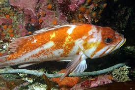 * brown, yellow, copper, & white
* solitary bottom dweller