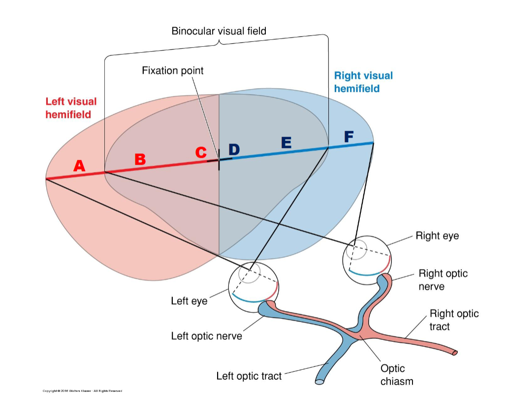 <p>A-F &amp; right vs left visual hemifields</p>