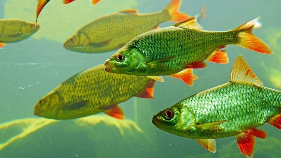 <p>freshwater fish</p>