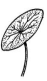 <p>Leaf Base?</p>