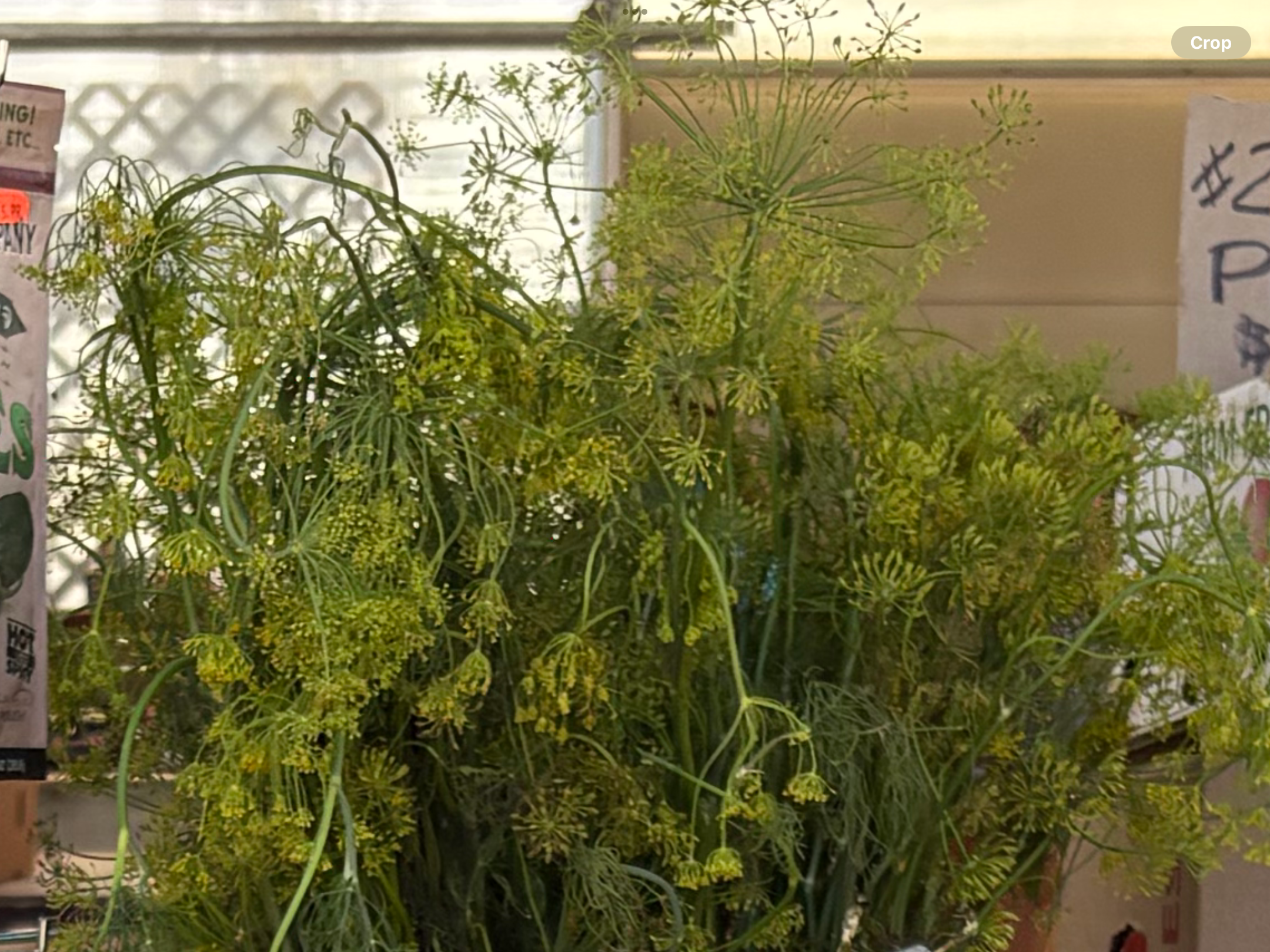 <p>Dill</p>