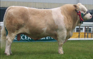 <p>simmental</p>