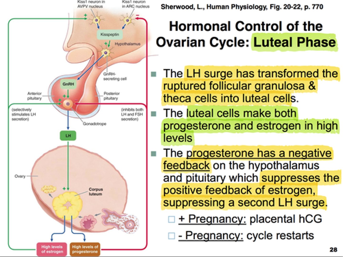 <p>After ovulation and LH surge, the endometrium is the thickest in preparation for fertilization due to high estrogen levels</p><p>-During the luteal phase, LH continues to maintain the corpus luteum</p><p>-Corpus luteum begins secreting large amounts of progesterone in preparation for a potential pregnancy</p><p>-Progesterone causes changes in the uterine lining to prepare for the potential implantation of an embryo to establish a pregnancy</p><p>-If no implantation occurs, the rapid degradation of the corpus luteum results in a rapid drop in circulating progesterone.</p><p>1) The Kiss1 ARC nucleus neurons of the pulse center and Kiss1 AVPV neurons of the surge center release kisspeptin, which stimulates GnRH-secreting cells of the hypothalamus to secrete GnRH</p><p>2) Secreted GnRH stimulates gonadotropes (via the hypophyseal portal system and median eminence) to secrete LH and FSH</p><p>3) Increased LH secretion leads to CL formation</p><p>4) Progesterone and estrogen are secreted from the CL</p><p>5) Progesterone inhibits the ARC nucleus and the pituitary (lowers GnRH and LH/ FSH levels)</p><p>6) Estrogen stimulates the AVPV nucleus to increase GnRH secretion and directly increases LH secretion</p><p>7) CL degrades if there’s no fert after 2 weeks post-CL formation</p><p>8) hCG is released (similar to LH) if there is fert and CL survives</p>