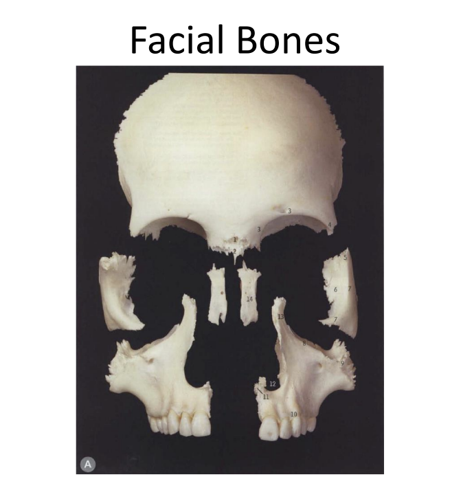 <p>Name the facial bones</p>